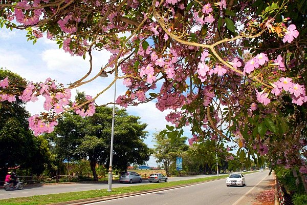 kedah yol boyu.jpg