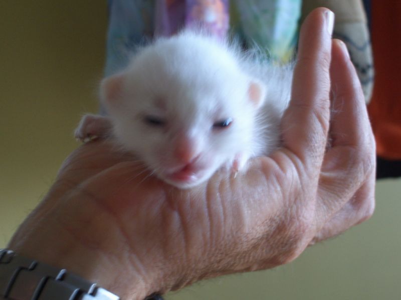 kedi 11 gÃƒÂƒÃ‚ÂƒÃƒÂ‚Ã‚Â¼nlÃƒÂƒÃ‚ÂƒÃƒÂ‚Ã‚Â¼k 4.jpg