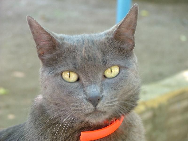 kedi.jpg