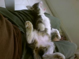kedi.jpg