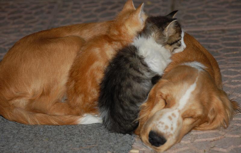 kedi kpk.jpg
