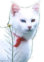 kedi2.jpg