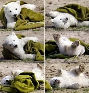 knut.jpg