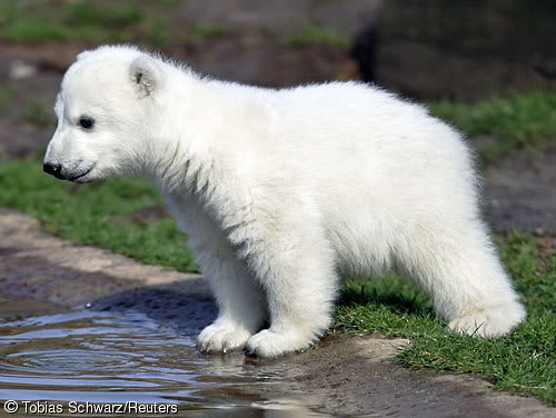 knut_500.jpg