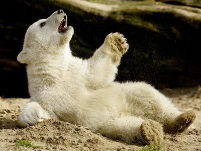 Knut_cute_polar_bear_3.jpg