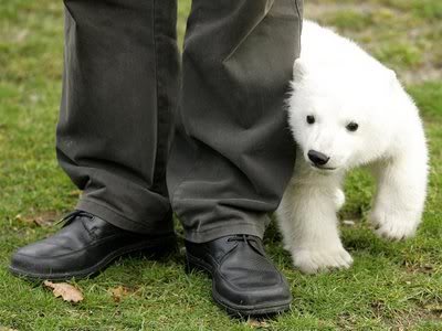 Knut cute polar bear 4