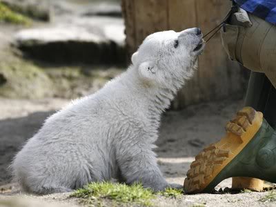 Knut cute polar bear 5