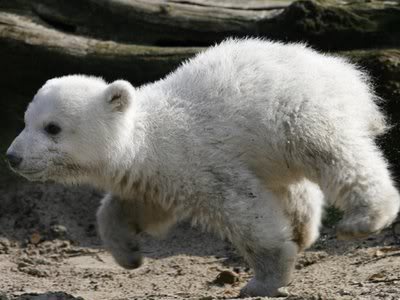 Knut cute polar bear 9
