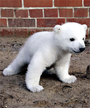 Knut polar bear cub