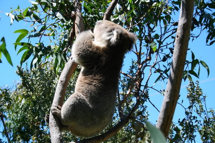 Koala2