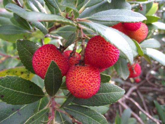 Koca yemi? (da? çile?i)..jpg