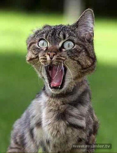komik-kedi-4c9fb6303471b.jpg