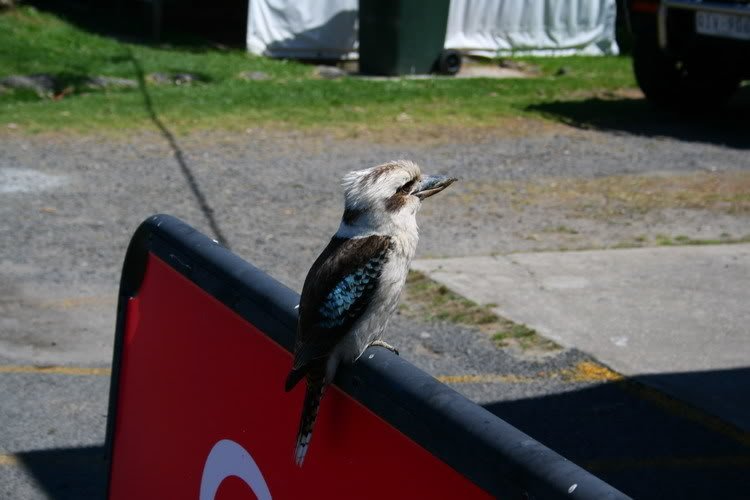 Kookaburra.jpg