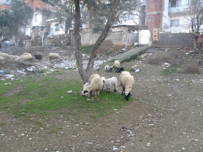 Kurutepe 11.01.09 031.jpg