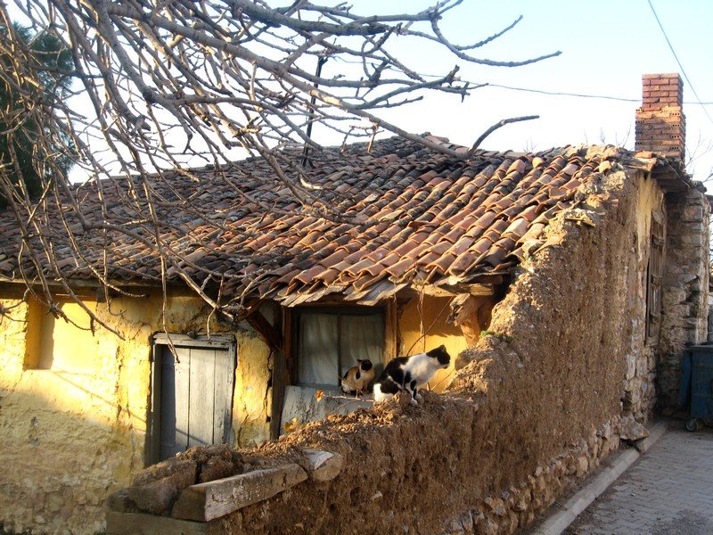 Kurutepe 11.01.09 074.jpg