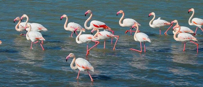 kuscenneti-milli-parki-nerededir.jpe