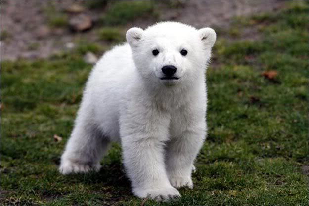 kutupayisi_knut.jpg