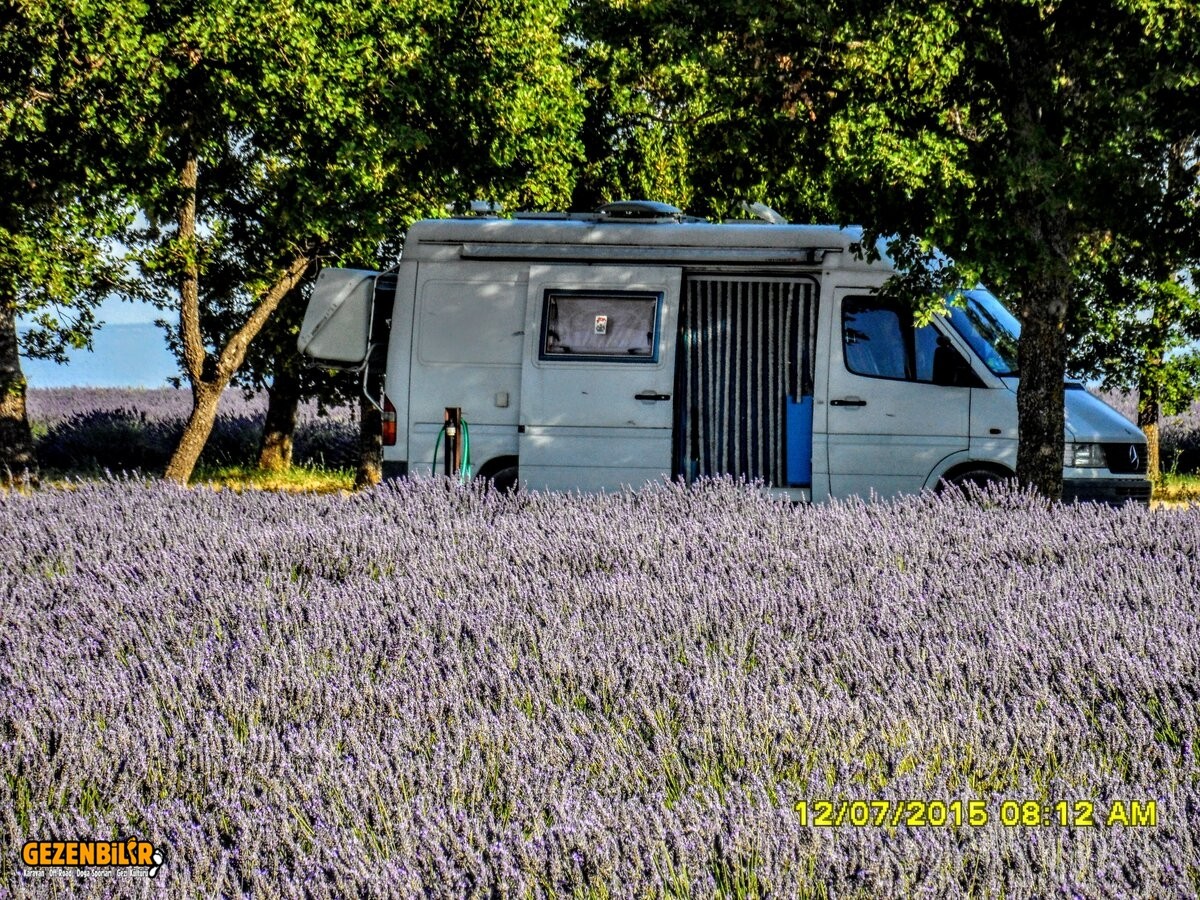 Lavendel.JPG