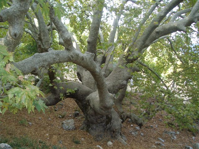likya yolu 25-09-11 184.JPG