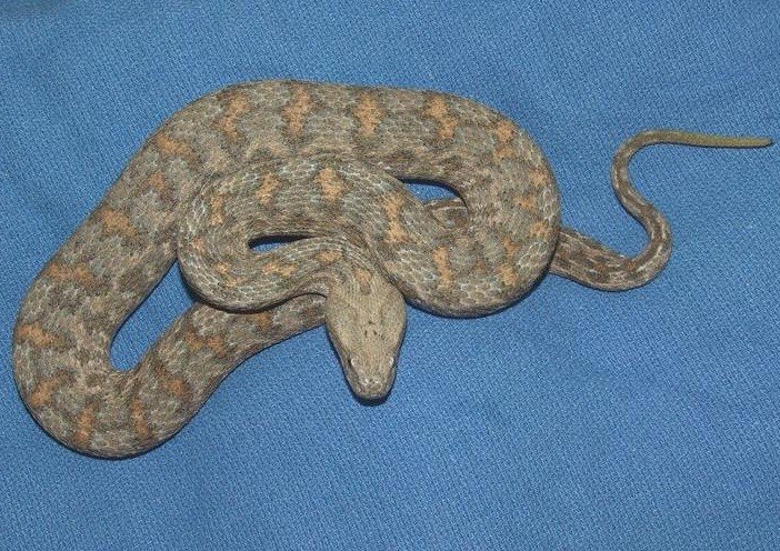 Macrovipera-lebetina-turanica-2.jpg
