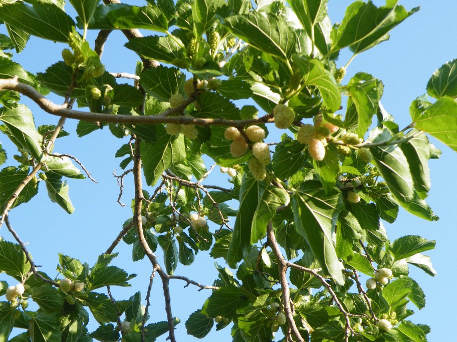 mahmut usta albÃƒÂƒÃ‚ÂƒÃƒÂ‚Ã‚Â¼m karagÃƒÂƒÃ‚ÂƒÃƒÂ‚Ã‚Â¶l02- 03-07-2011 006.jpg
