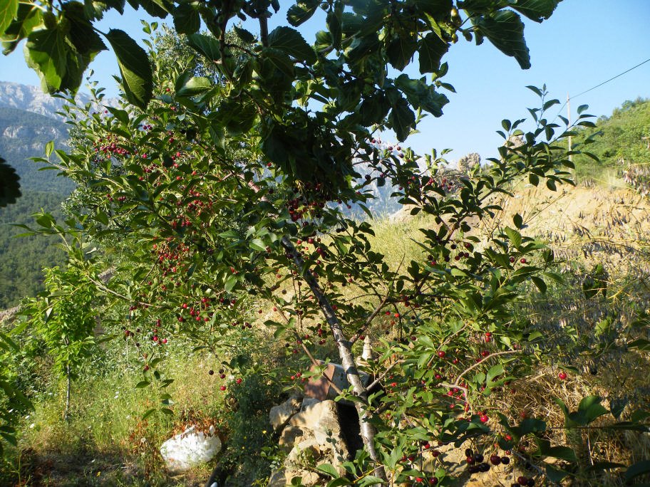 mahmut usta albÃƒÂƒÃ‚ÂƒÃƒÂ‚Ã‚Â¼m karagÃƒÂƒÃ‚ÂƒÃƒÂ‚Ã‚Â¶l02- 03-07-2011 007.jpg