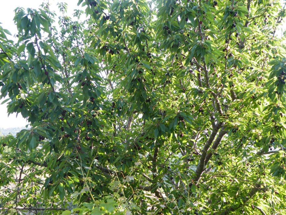 mahmut usta albÃƒÂƒÃ‚ÂƒÃƒÂ‚Ã‚Â¼m karagÃƒÂƒÃ‚ÂƒÃƒÂ‚Ã‚Â¶l02- 03-07-2011 008.jpg