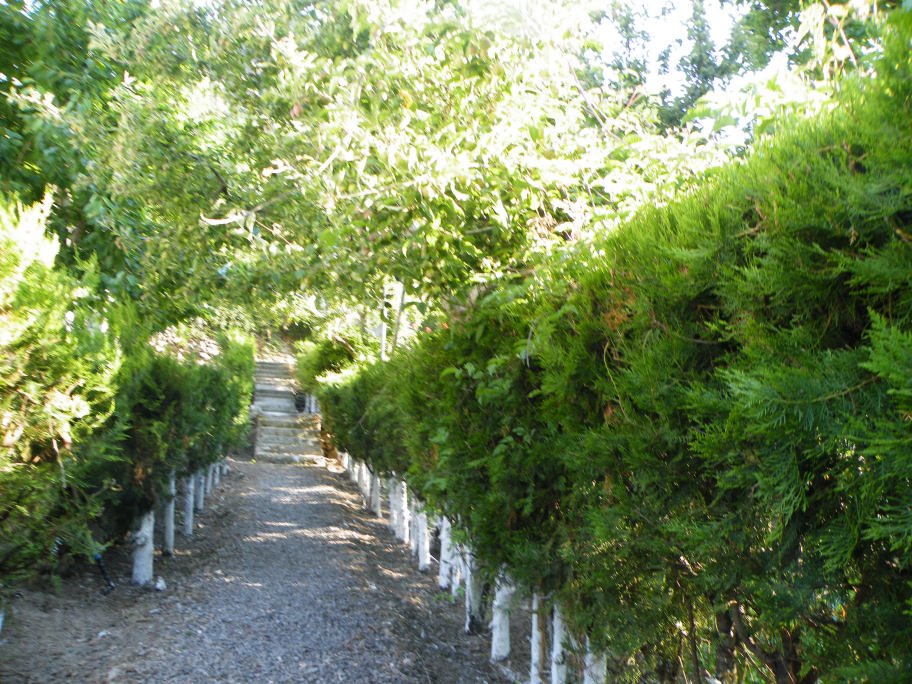 mahmut usta albÃƒÂƒÃ‚ÂƒÃƒÂ‚Ã‚Â¼m karagÃƒÂƒÃ‚ÂƒÃƒÂ‚Ã‚Â¶l02- 03-07-2011 013.jpg