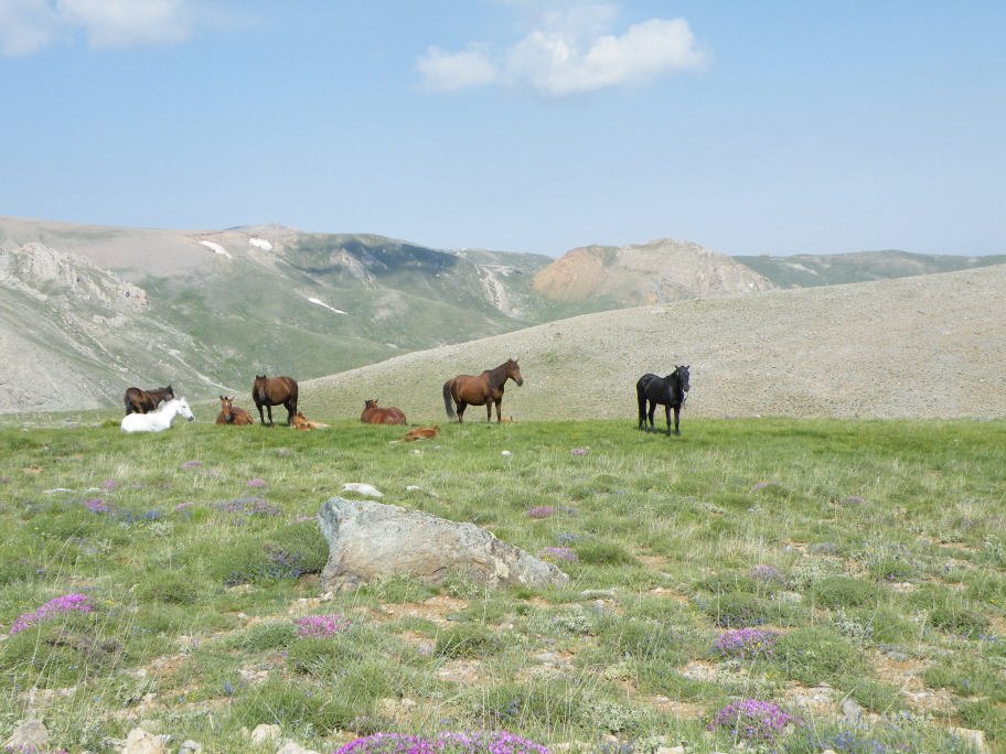 mahmut usta albÃƒÂƒÃ‚ÂƒÃƒÂ‚Ã‚Â¼m karagÃƒÂƒÃ‚ÂƒÃƒÂ‚Ã‚Â¶l02- 03-07-2011 063.jpg