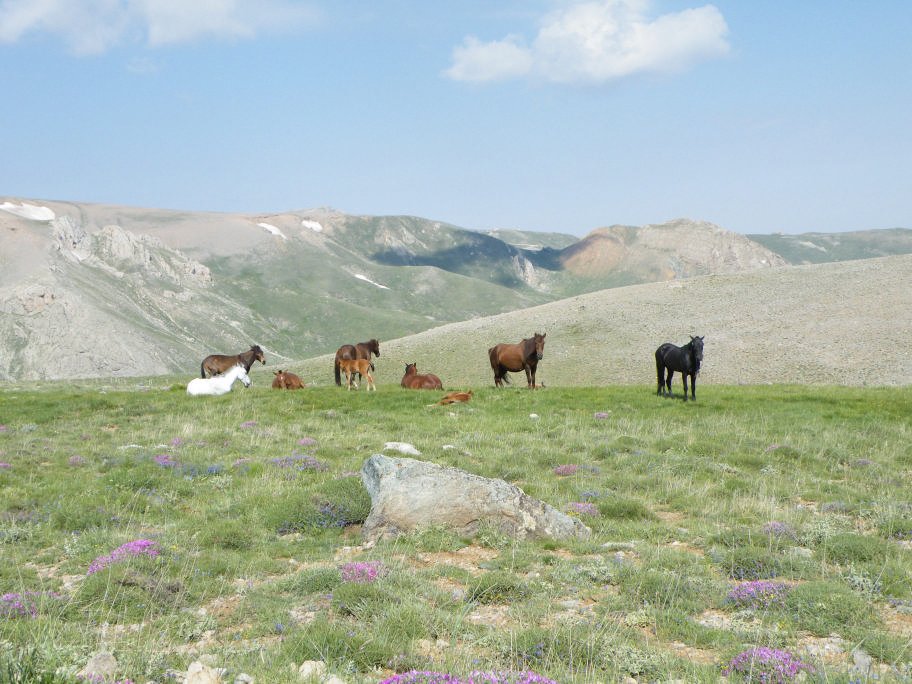 mahmut usta albÃƒÂƒÃ‚ÂƒÃƒÂ‚Ã‚Â¼m karagÃƒÂƒÃ‚ÂƒÃƒÂ‚Ã‚Â¶l02- 03-07-2011 064.jpg