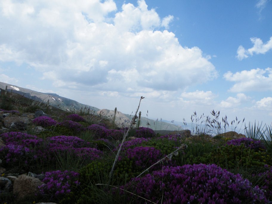 mahmut usta albÃƒÂƒÃ‚ÂƒÃƒÂ‚Ã‚Â¼m karagÃƒÂƒÃ‚ÂƒÃƒÂ‚Ã‚Â¶l02- 03-07-2011 111.jpg