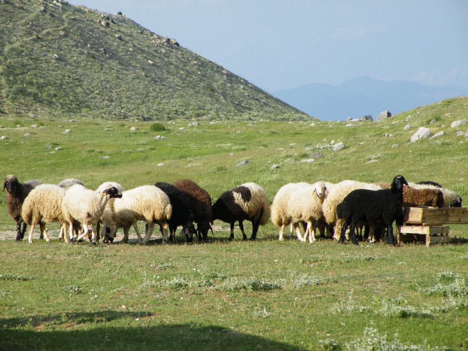mahmut usta albÃƒÂƒÃ‚ÂƒÃƒÂ‚Ã‚Â¼m karagÃƒÂƒÃ‚ÂƒÃƒÂ‚Ã‚Â¶l02- 03-07-2011 132.jpg