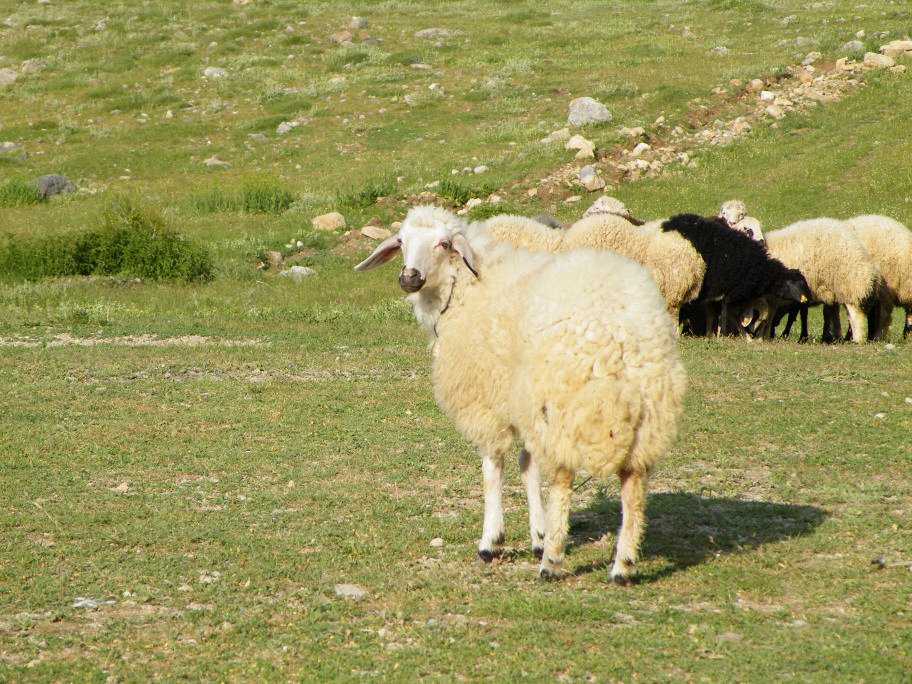 mahmut usta albÃƒÂƒÃ‚ÂƒÃƒÂ‚Ã‚Â¼m karagÃƒÂƒÃ‚ÂƒÃƒÂ‚Ã‚Â¶l02- 03-07-2011 135.jpg