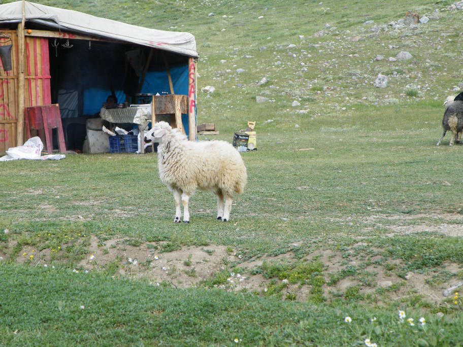 mahmut usta albÃƒÂƒÃ‚ÂƒÃƒÂ‚Ã‚Â¼m karagÃƒÂƒÃ‚ÂƒÃƒÂ‚Ã‚Â¶l02- 03-07-2011 138.jpg