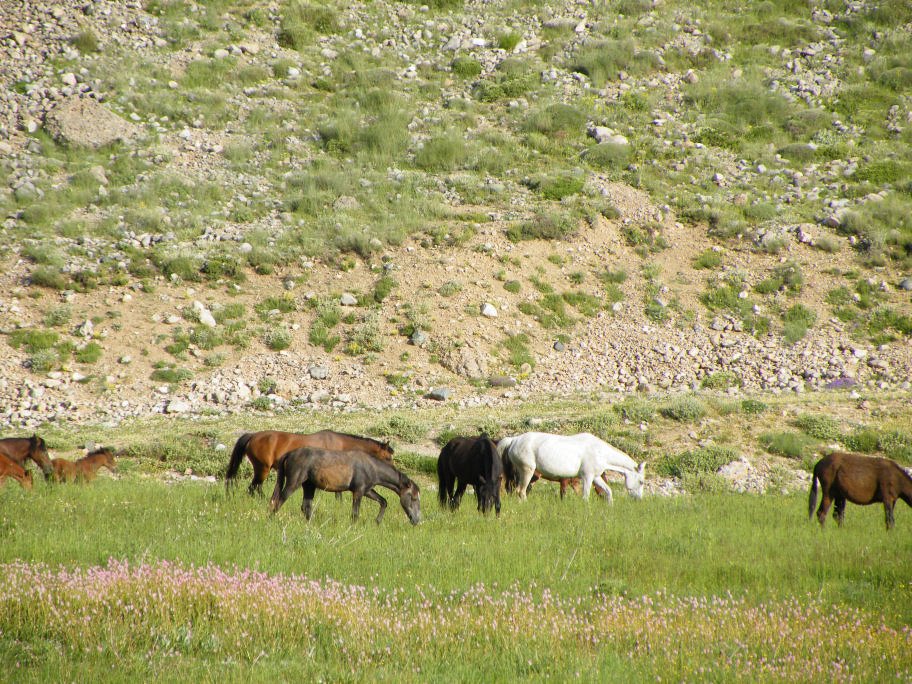 mahmut usta albÃƒÂƒÃ‚ÂƒÃƒÂ‚Ã‚Â¼m karagÃƒÂƒÃ‚ÂƒÃƒÂ‚Ã‚Â¶l02- 03-07-2011 159.jpg