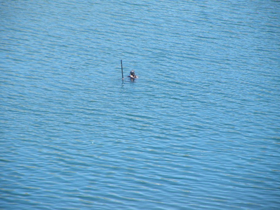mahmut usta albÃƒÂƒÃ‚ÂƒÃƒÂ‚Ã‚Â¼m karagÃƒÂƒÃ‚ÂƒÃƒÂ‚Ã‚Â¶l02- 03-07-2011 313.jpg