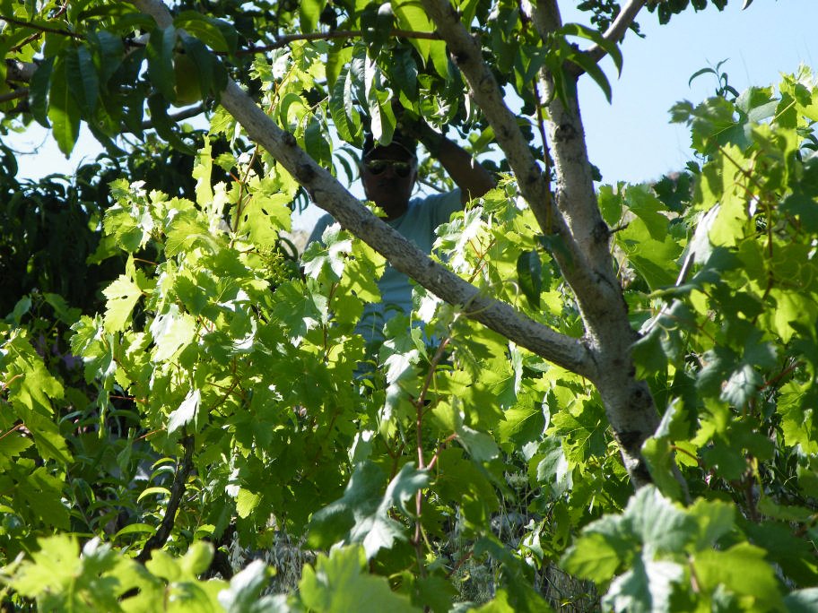 mahmut usta albÃƒÂƒÃ‚ÂƒÃƒÂ‚Ã‚Â¼m karagÃƒÂƒÃ‚ÂƒÃƒÂ‚Ã‚Â¶l02- 03-07-2011 495.jpg