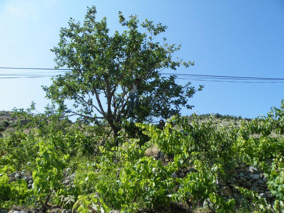mahmut usta albÃƒÂƒÃ‚ÂƒÃƒÂ‚Ã‚Â¼m karagÃƒÂƒÃ‚ÂƒÃƒÂ‚Ã‚Â¶l02- 03-07-2011 496.jpg