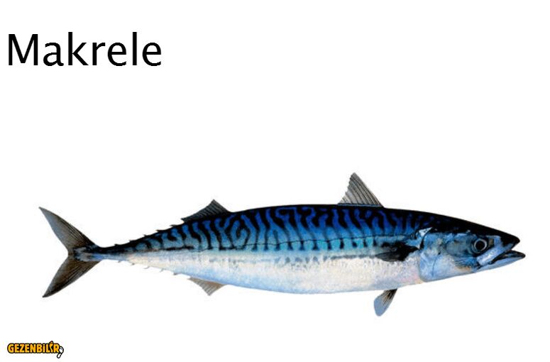 Makrele.PNG