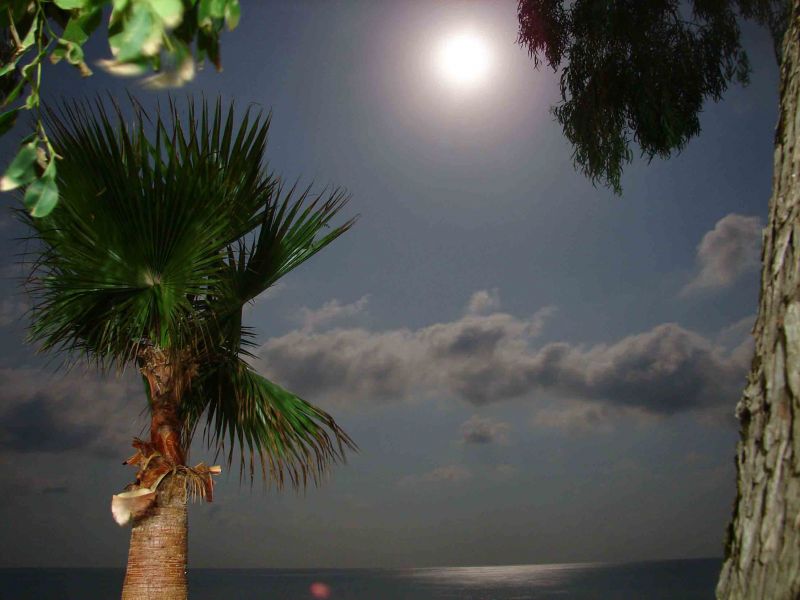 Mersin TÃƒÂƒÃ‚ÂƒÃƒÂ‚Ã‚Â¶mÃƒÂƒÃ‚ÂƒÃƒÂ‚Ã‚Â¼k.jpg