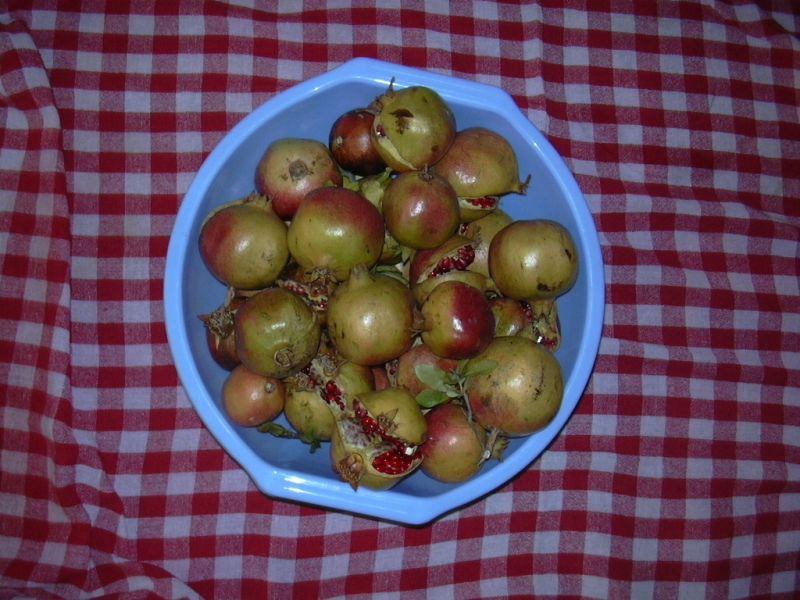 Nar eksisi 008.jpg