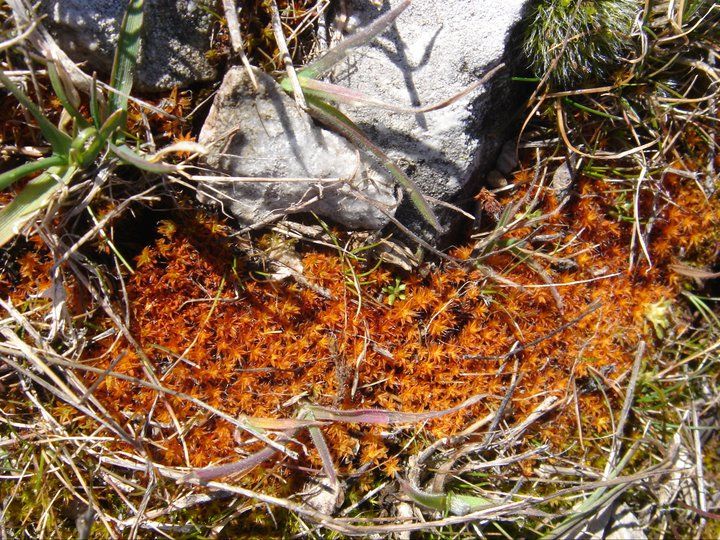 nif0013.jpg