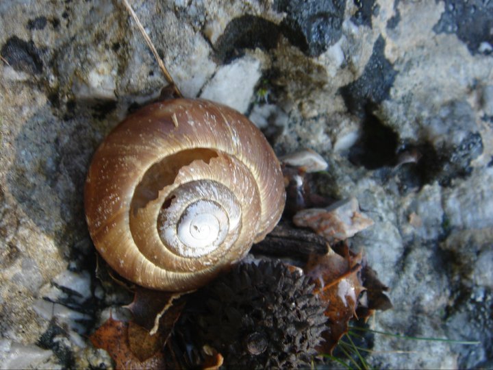 nif0033.jpg