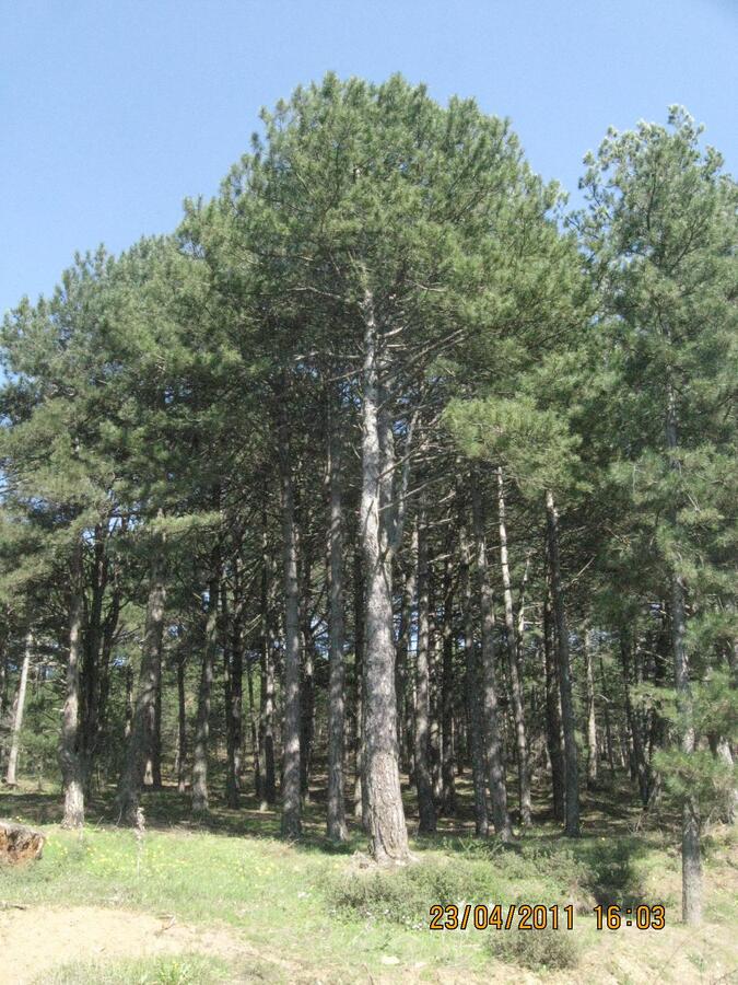 Nisan 2011 Fotolar 110.jpg