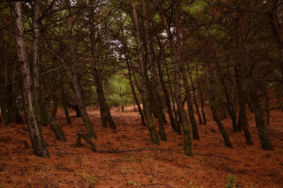 Nurhak'ÃƒÂƒÃ‚Â„ÃƒÂ‚Ã‚Â±n Objektiften BalÃƒÂƒÃ‚ÂƒÃƒÂ‚Ã‚Â§ova 013.jpg