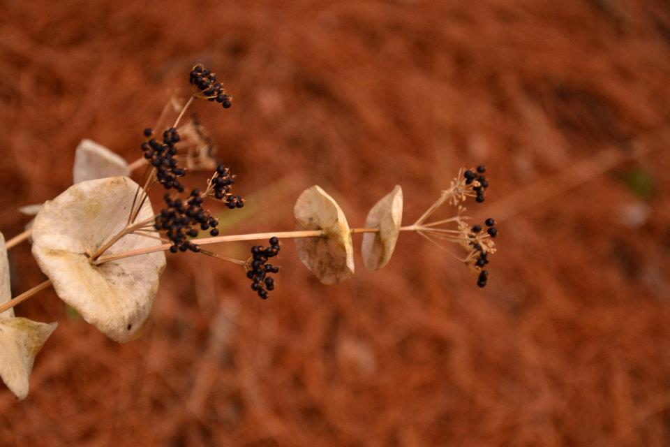 Nurhak'ÃƒÂƒÃ‚Â„ÃƒÂ‚Ã‚Â±n Objektiften BalÃƒÂƒÃ‚ÂƒÃƒÂ‚Ã‚Â§ova 043.jpg