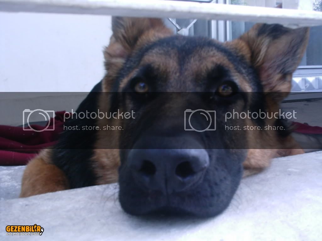 odin0002.jpg