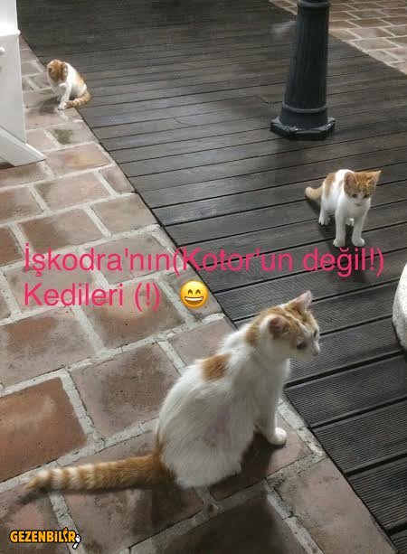 ohr1.jpg