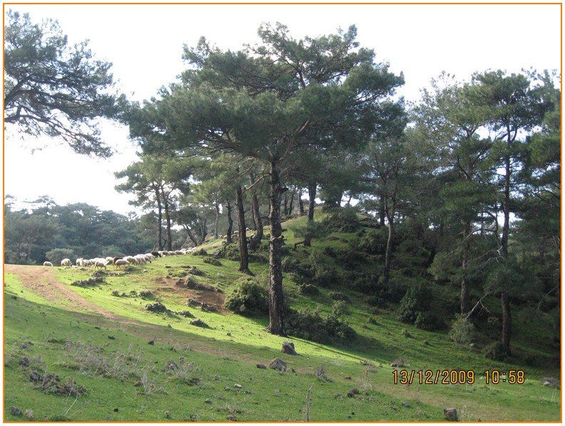 Onur - DoÃƒÂƒÃ‚Â„ÃƒÂ‚Ã‚ÂŸanÃƒÂƒÃ‚ÂƒÃƒÂ‚Ã‚Â§ay 551.jpg