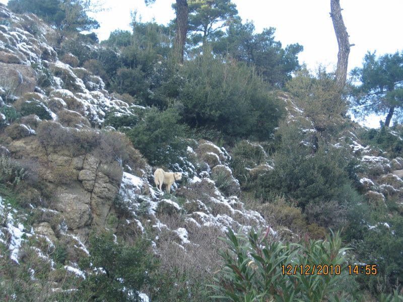 Onur Mah.- DoÃƒÂƒÃ‚Â„ÃƒÂ‚Ã‚ÂŸanÃƒÂƒÃ‚ÂƒÃƒÂ‚Ã‚Â§ay 12.12.2010 119.jpg